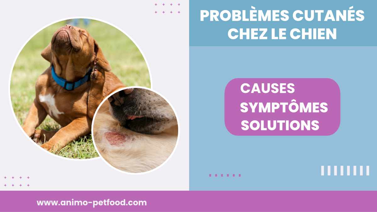 problemes-cutanes-frequents-chez-le-chien-causes-symptomes-et-solutions